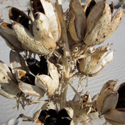 Majestic Yucca Seeds