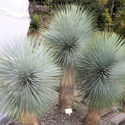 Thompsoniana Yucca Seeds