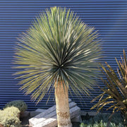 Thompsoniana Yucca Seeds