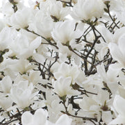Large White Yulan Magnolia Seeds
