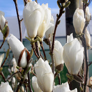 Large White Yulan Magnolia Seeds