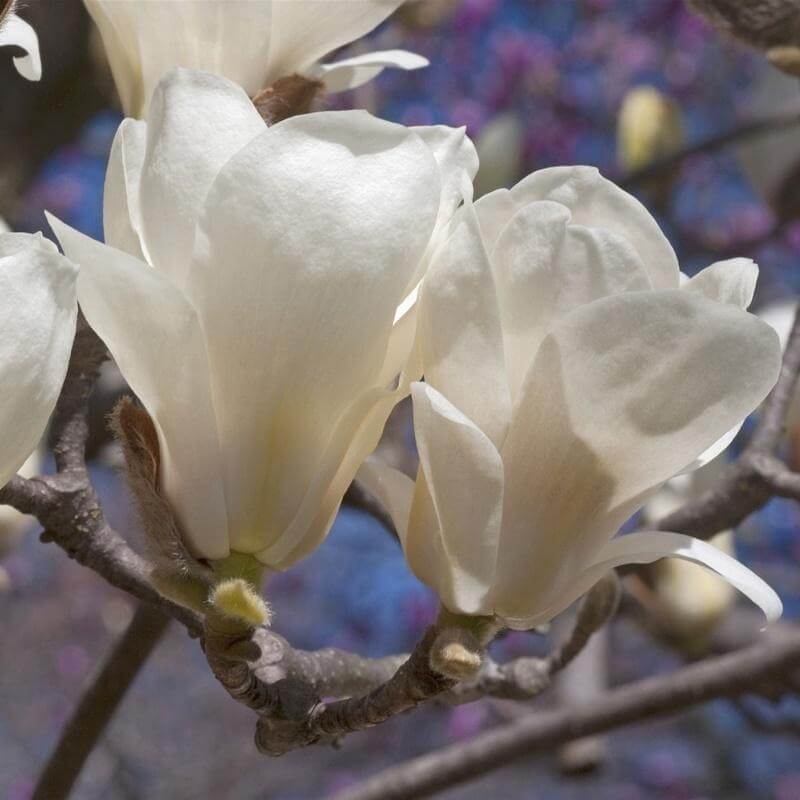 Yulan Magnolia Seeds