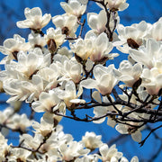 Yulan Magnolia Seeds