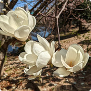 Yulan Magnolia Seeds