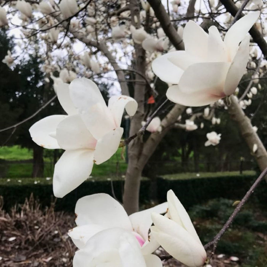 Large White Yulan Magnolia Seeds