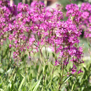 Yunnanensis Lychnis Seeds