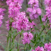 Yunnanensis Lychnis Seeds