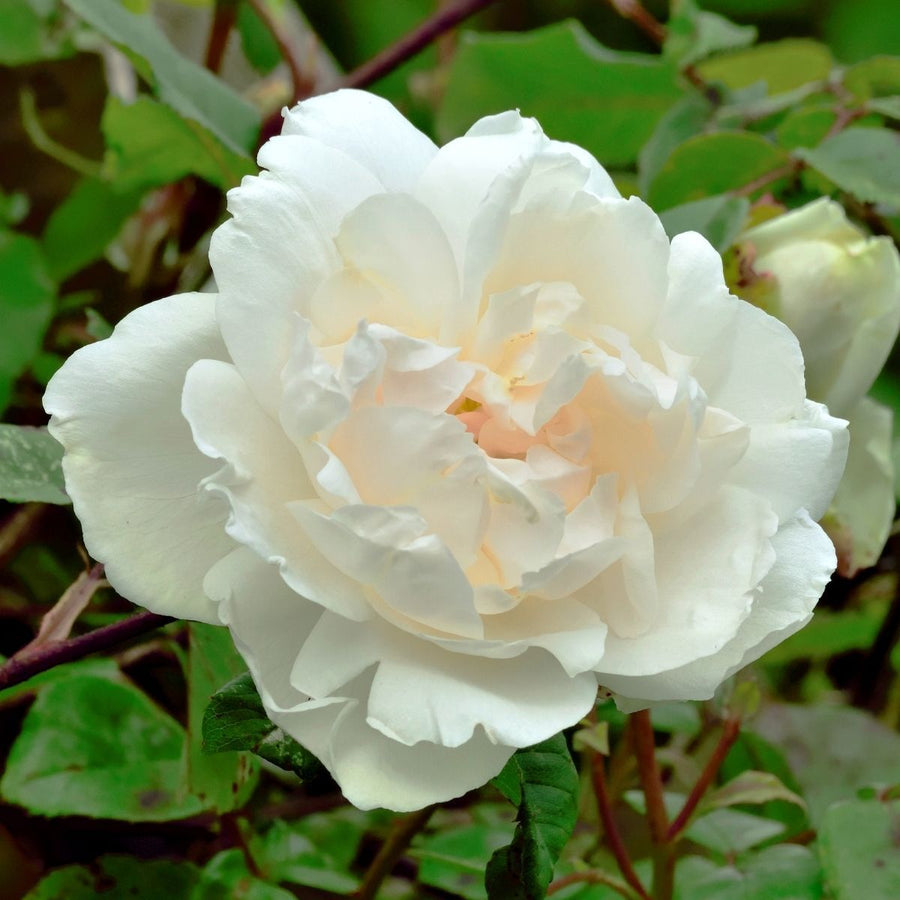 Climbing Madame Alfred Carriere Rose Seeds