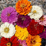 California Giant Zinnia Seeds