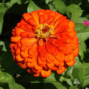 Zinnia Seeds, Zinnia elegans Flower Seeds