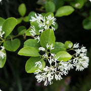 Fringe seeds - for Home Gardens Seeds