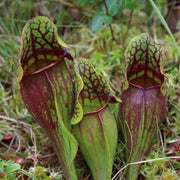Lovely Pitcher Seeds