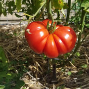 Zapotec Tomato Seeds