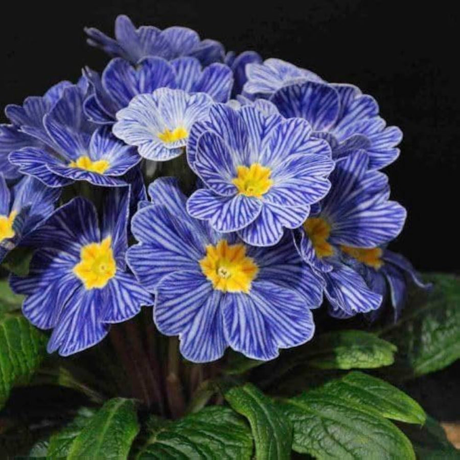 Zebra Blue Primula Seeds