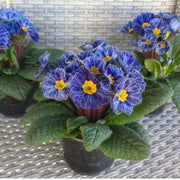 Zebra Blue Primula Seeds