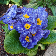 Zebra Blue Primula Seeds