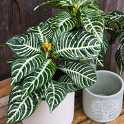 Calathea Seeds, Calathea zebrina