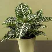 Calathea Seeds, Calathea zebrina