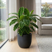 Calathea Seeds, Calathea zebrina