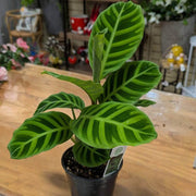 Calathea Seeds, Calathea zebrina