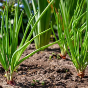 Zebrune Shallot Seeds
