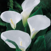 Zentedeschia Aethiopica calla lily Seeds