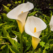 Zentedeschia Aethiopica calla lily Seeds