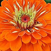 Orange King Zinnia Seeds