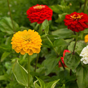Bright Mix Zinnia Seeds
