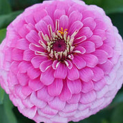 Benary Giant Pink Zinnia Seeds
