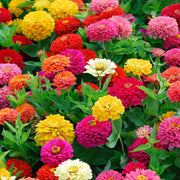 Bright Mix Zinnia Seeds