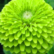 Green Zinnia Seeds