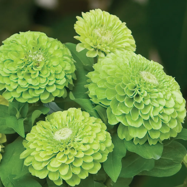 Green Zinnia Seeds