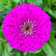 Purple Prince Zinnia Seeds