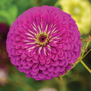 Purple Prince Zinnia Seeds