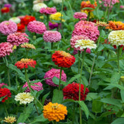 Vibrant Blooms Zinnia Seeds