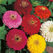 Zinnia Seeds - for Home Gardens Seeds