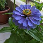 Blue Zinnia Seeds