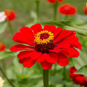 Bright Red Zinnia Seeds