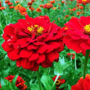 Bright Red Zinnia Seeds