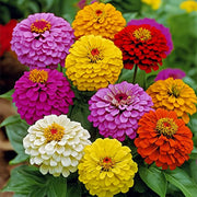 California Giant Zinnia Seeds