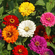 California Giant Zinnia Seeds