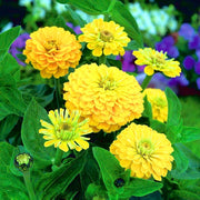 Canary Bird Zinnia Seeds