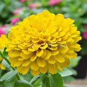 Canary Bird Zinnia Seeds