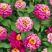Double Mixed Zinnia Seeds