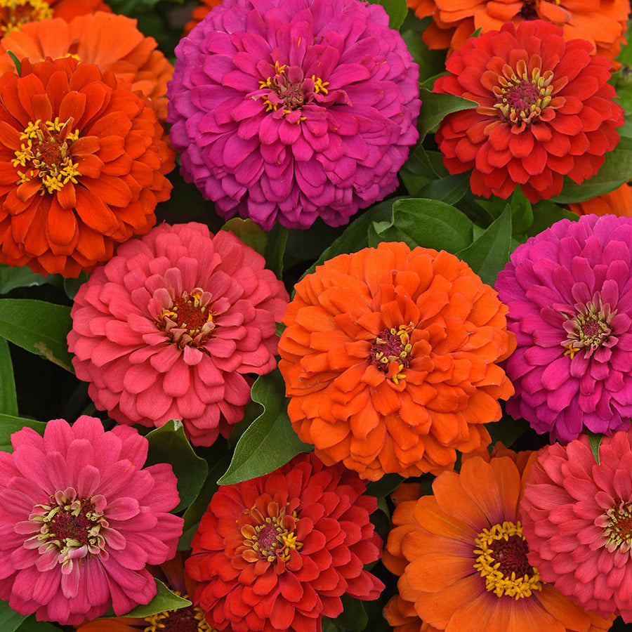 Zinnia Seeds – Zinnia elegans