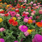 Zinnia Giant Cactus Seeds