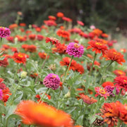 Zinnia Giant Cactus Seeds