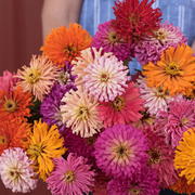 Zinnia Giant Cactus Seeds