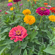Zinnia Giant Cactus Seeds